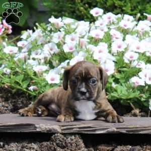 Kitty, Boston Terrier Mix Puppy
